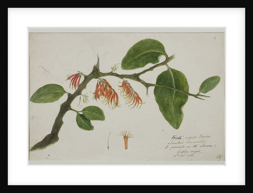 Dendrophthoe falcata, 1785 by Anna Maria Jones