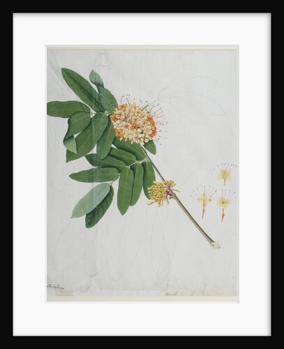 Moringa oleifera, also called horse-raddish tree, or drumstick tree by Anna Maria Jones