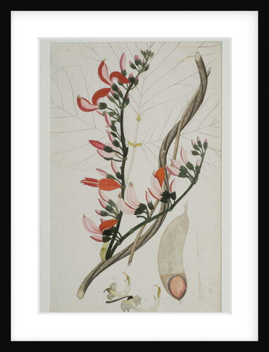 Butea superba Willd, 1787 by Indian School