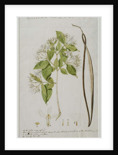 Wrightia tinctoria R, 1785 by Anna Maria Jones