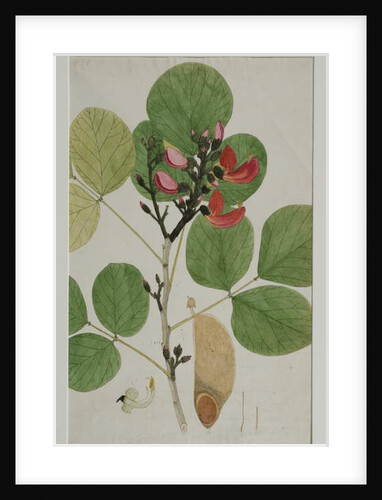 Butea monosperma, also called Flame of the Forest, 1787 by Indian School