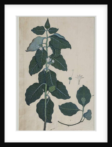 Cerbera manghas L, 1787 by Zayn al-Din