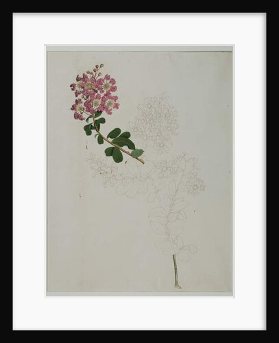 Lagerstroemia indica L., 1787 by al-Din Zayn
