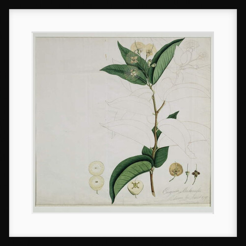 Syzygium aqueum Alston, 1787 by al-Din Zayn