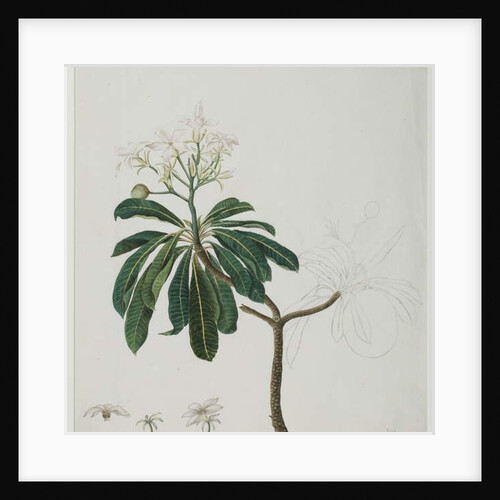 Cerbera manghas L., 1787 by Zayn al-Din