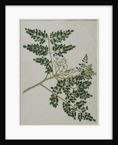 Moringa oleifera, also called horse-raddish tree, or drumstick tree by Anna Maria Jones