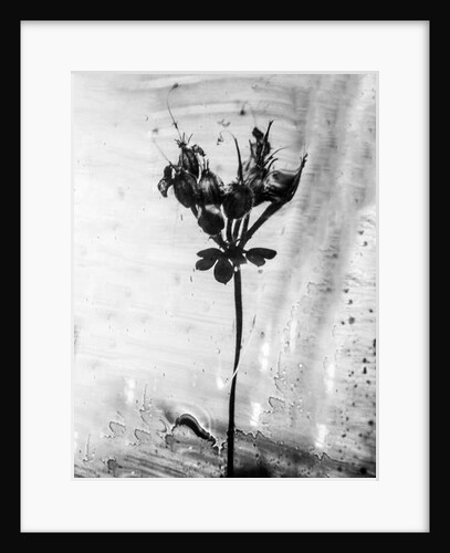 Amid the Flowers 14, 2021 by Teis Albers