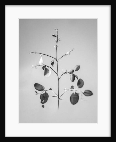 Amid the Flowers 60, 2021 by Teis Albers