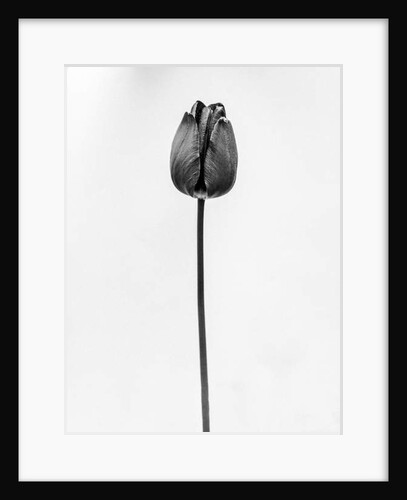 Amid the Flowers 63, 2021 by Teis Albers