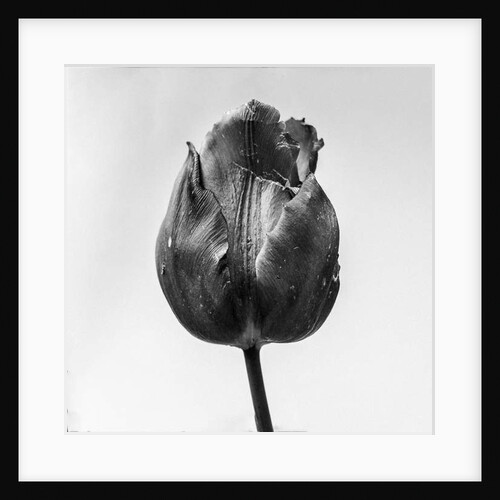 Amid the Flowers 64, 2021 by Teis Albers