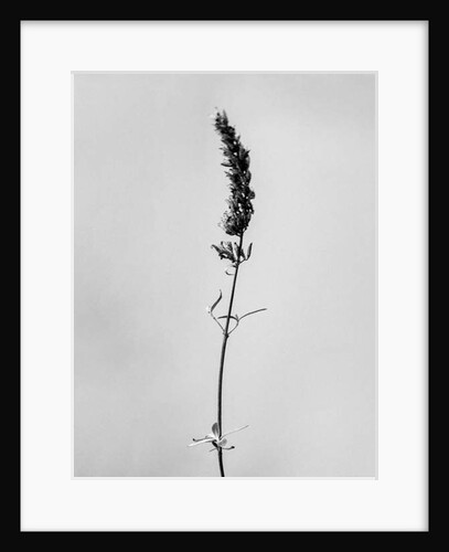 Amid the Flowers 74, 2021 by Teis Albers