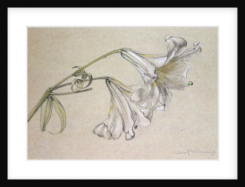 Lily by Albert Williams