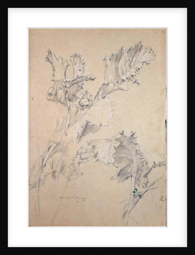 Poppy Leaves by Albert Williams