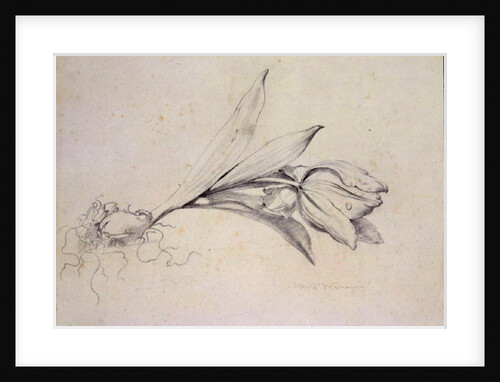 Tulip by Albert Williams