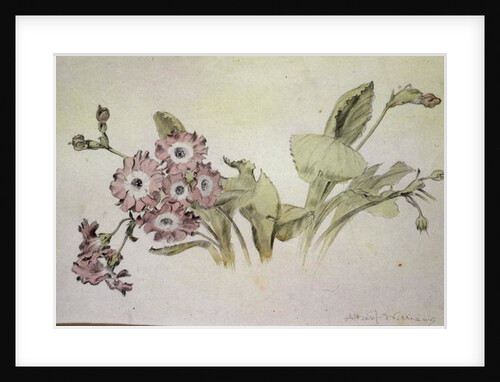 Auricula by Albert Williams