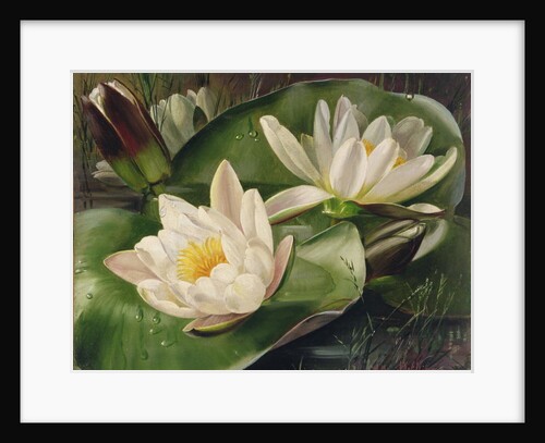 Water Lilies, 20th century by Albert Williams