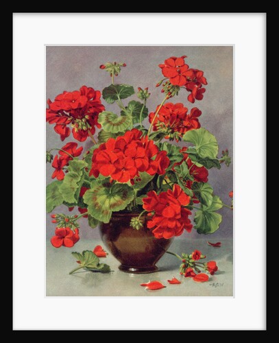 PB/273 Geranium in an Earthenware Vase by Albert Williams