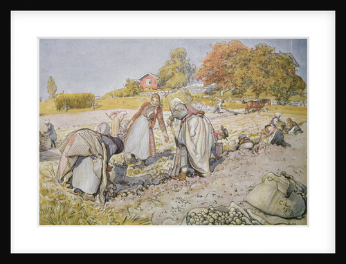 Digging Potatoes, 1905 by Carl Larsson