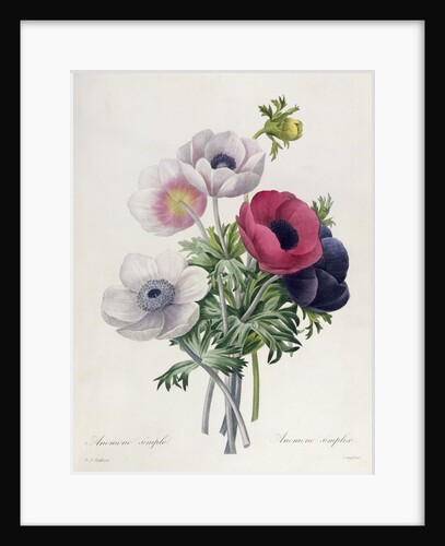 Anemone: Simple by Pierre Joseph Redouté