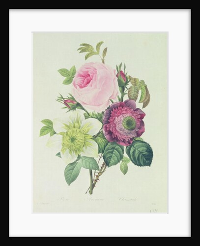 Rose, anemone and Clematide by Pierre Joseph Redouté