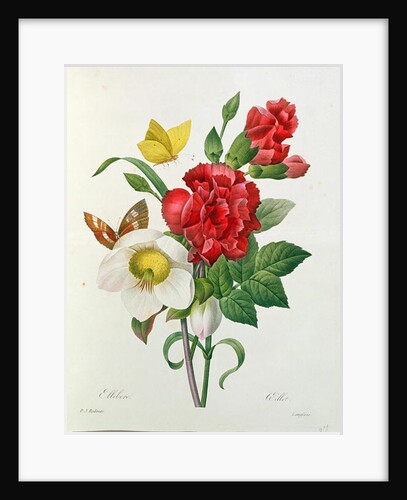 Christmas Rose, Helleborus niger and Red Carnation with Butterflies by Pierre Joseph Redouté