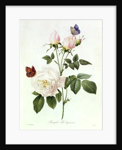 Rosa: Bengale the Hymenes by Pierre Joseph Redouté