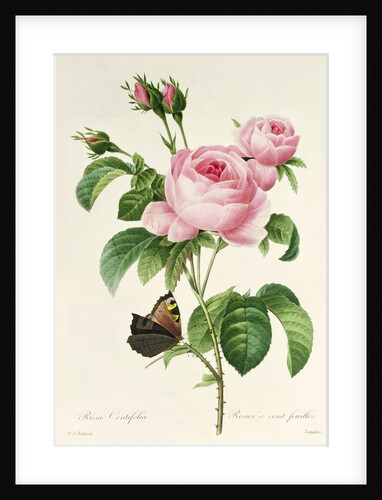 Rosa Centifolia by Pierre-Joseph Redouté