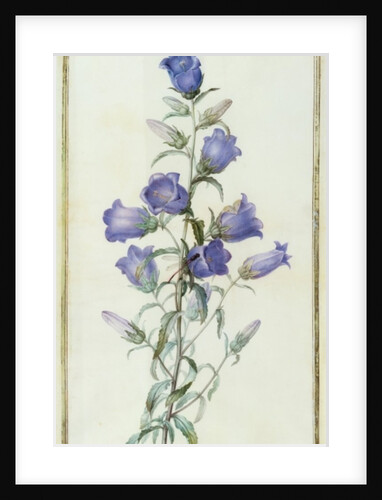 Campanula: Medium 1787 by Pierre Joseph Redouté