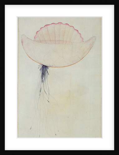 Portuguese Man-o'-War by John White