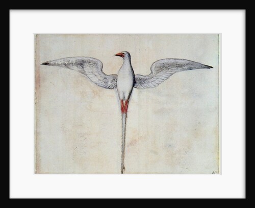 Tropic Bird by John White