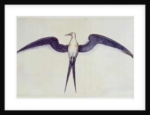 Frigate Bird by John White