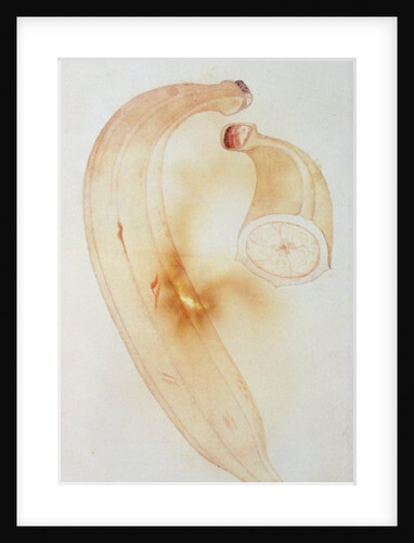 Horn Plantain by John White