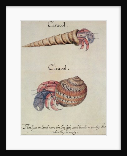 Hermit Crab by John White