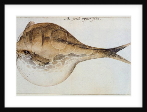 Puffer by John White