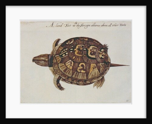Common Box Tortoise by John White