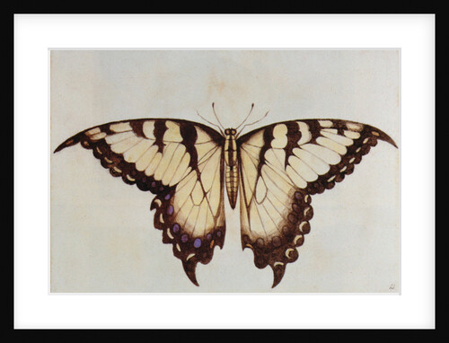 Swallow-tail Butterfly by John White