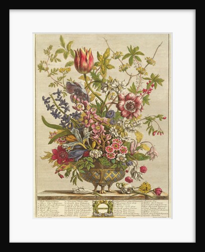 February, from `Twelve Months of Flowers' by Robert Furber by Pieter (after) Casteels