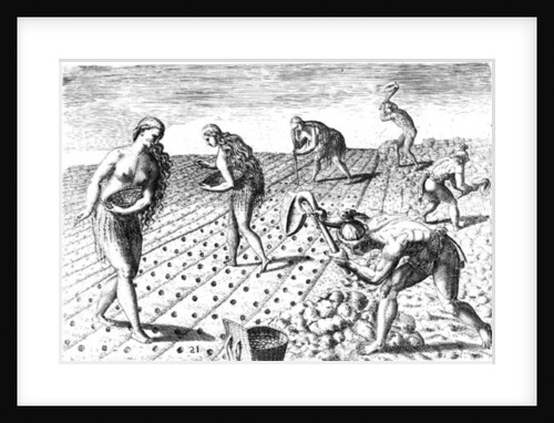 Florida Indians planting maize by Jacques (d.1587/88) (after) Le Moyne