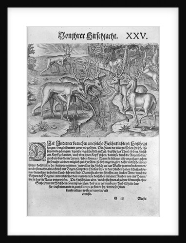 Florida Indians hunting deer while disguised under deerskins by Jacques Le Moyne (after)