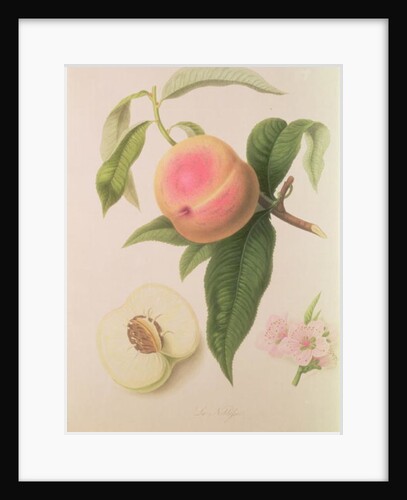 Noblesse Peach by William Hooker