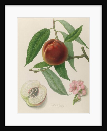 Nectarine: Neals Early Purple by William Hooker
