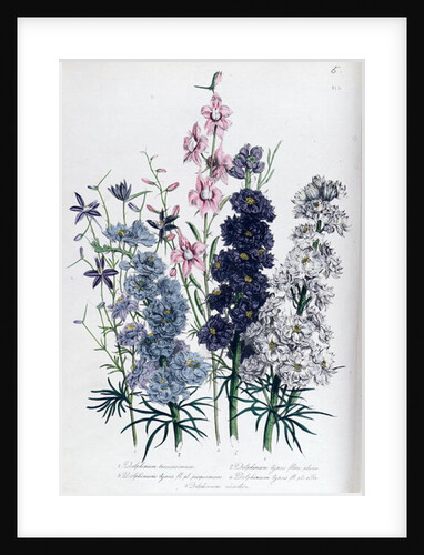 Delphiniums by Jane Loudon