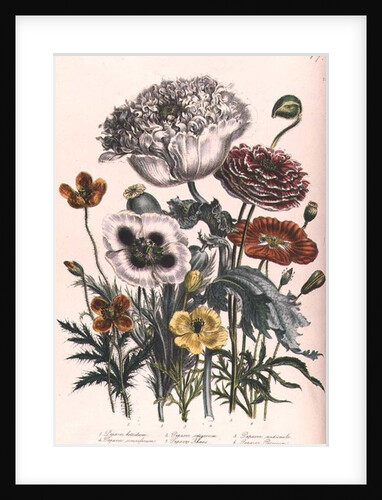 Poppies by Jane Loudon