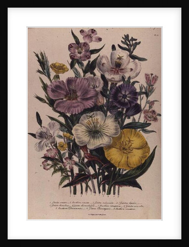 Godetia and Anothera by Jane Loudon