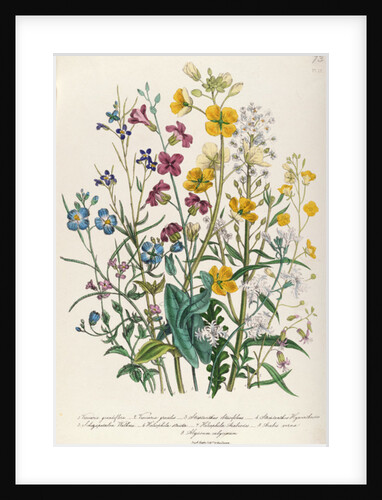 Forget-me-nots and Buttercups by Jane Loudon