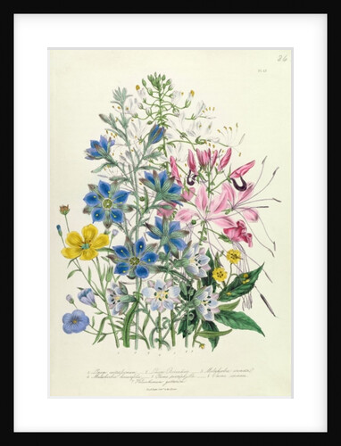 Cornflower by Jane Loudon