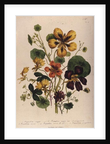 Nasturtium by Jane Loudon