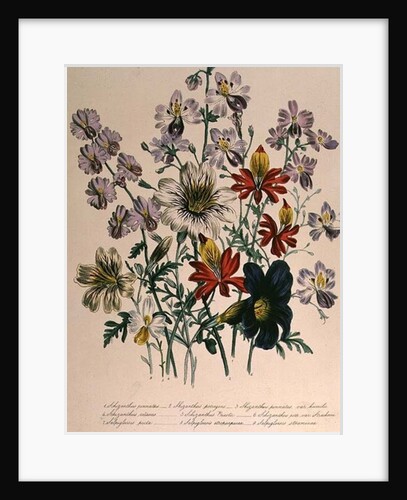 Crane's Bill, plate 42 from 'The Ladies' Flower Garden', published 1842 by Jane Loudon