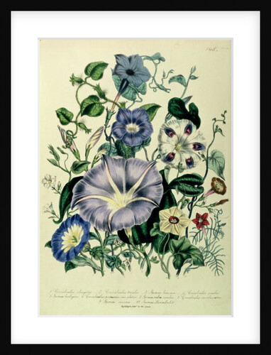 Bindweed, plate 26 from 'The Ladies' Flower Garden', published 1842 by Jane Loudon