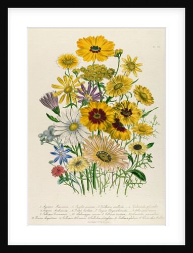 Daisies by Jane Loudon